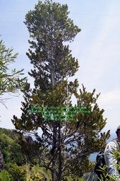 Pleurostylia pachyphloea-