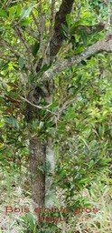 Pleurostylia pachyphloea