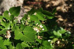pongame-pongamia-pinnata--_med_hr