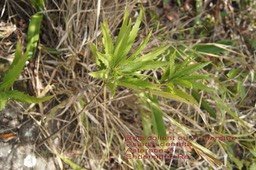 Psiadia dentata- B