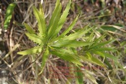 psiadia dentata