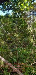 Pyrostria orbicularis-