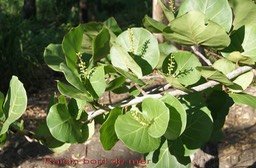 raisin-bord-de-mer-2_med_hr
