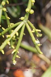 Rhipsalis baccifera- fleurs et fruits
