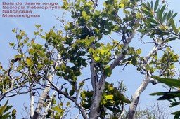 Scolopia heterophylla-