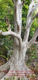Scolopia heterophylla- Tronc et écorce
