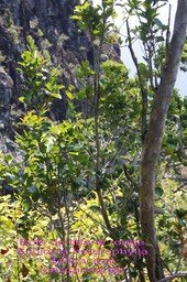 Scolopia heterophylla