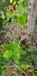 Secamone dilapidans-Liane de lait- Apocynaceae- Masc