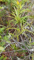 Secamone volubilis -Liane bois d'olive- Apocynaceae- Masc