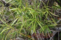 Secamone volubilis
