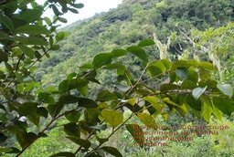 Securinega durissima- Bois dur ou Corce rouge-