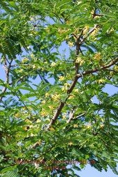 tamarin---tamarindus-indica_med_hr