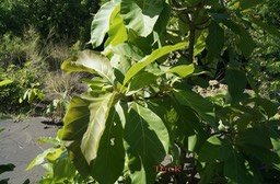 teck--les-feuilles_med_hr
