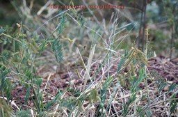 tephrosia-noctiflora--_med_hr