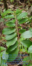 Ti-bois de rogue- Erythroxylon sideroxyloides- BM