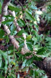 Turraea thouarsiana-2