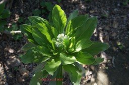 veloutier-ou-heliotrope_med_hr