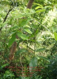 Vepris lanceolata- I