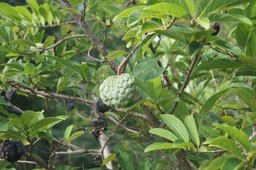 zatte-ou-attier---annona_med_hr