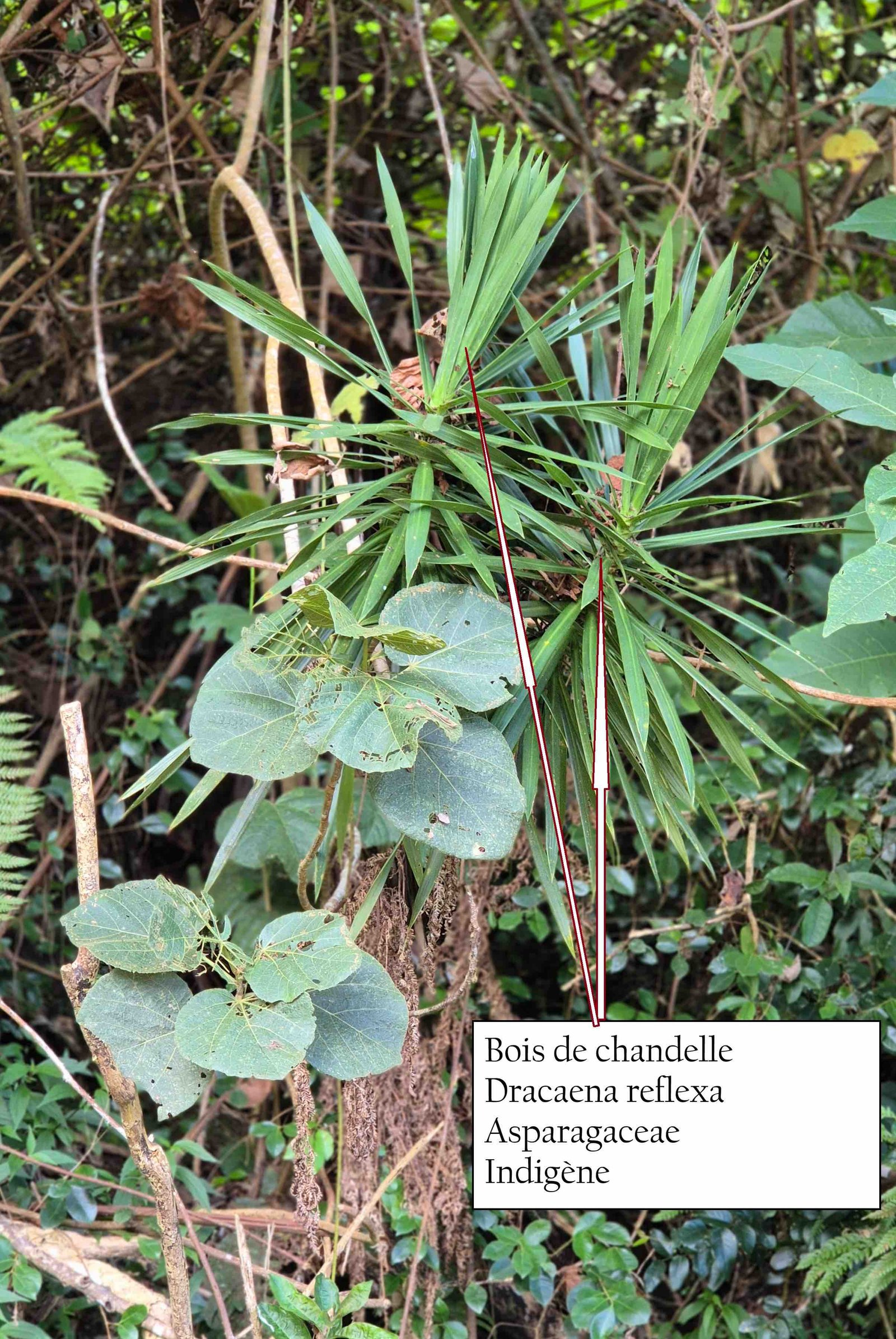 107- Bois de chandelle-3.
