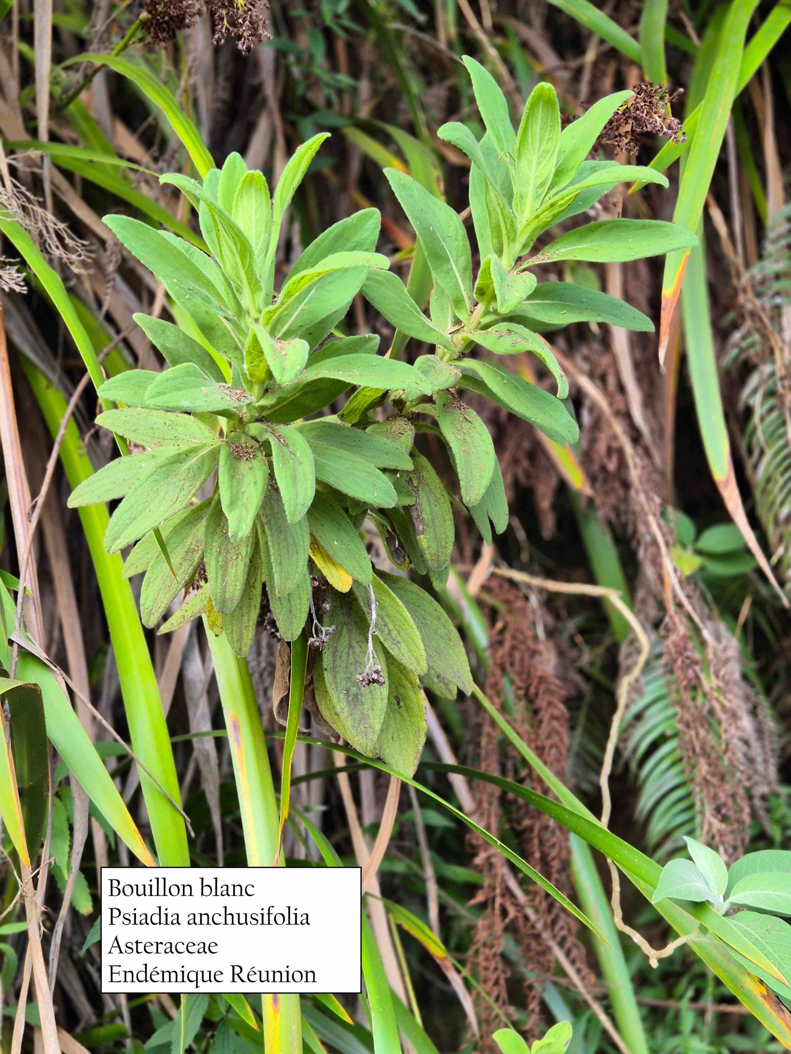 109- Psiadia anchusifolia