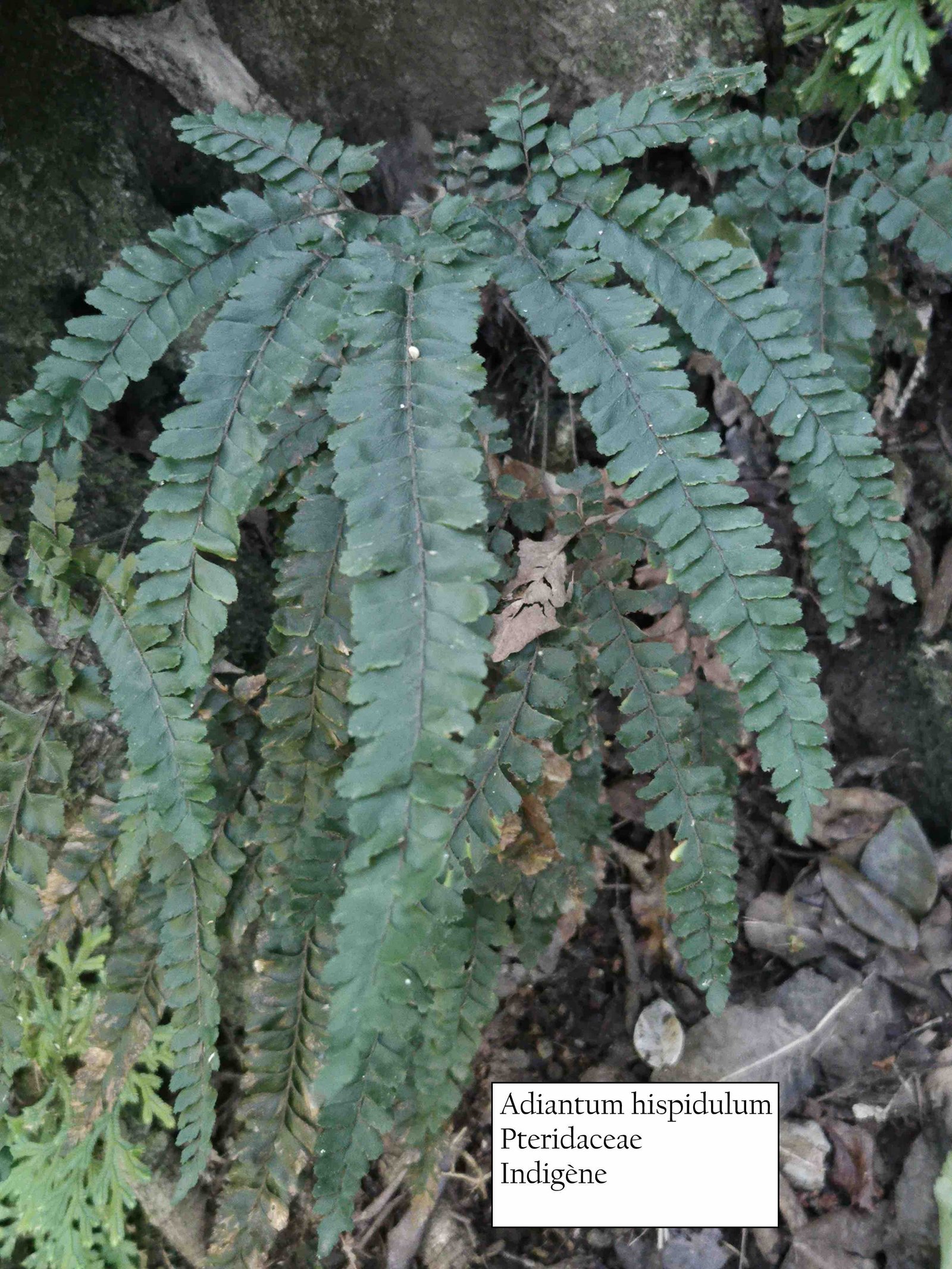 12- Adiantum hispidulum