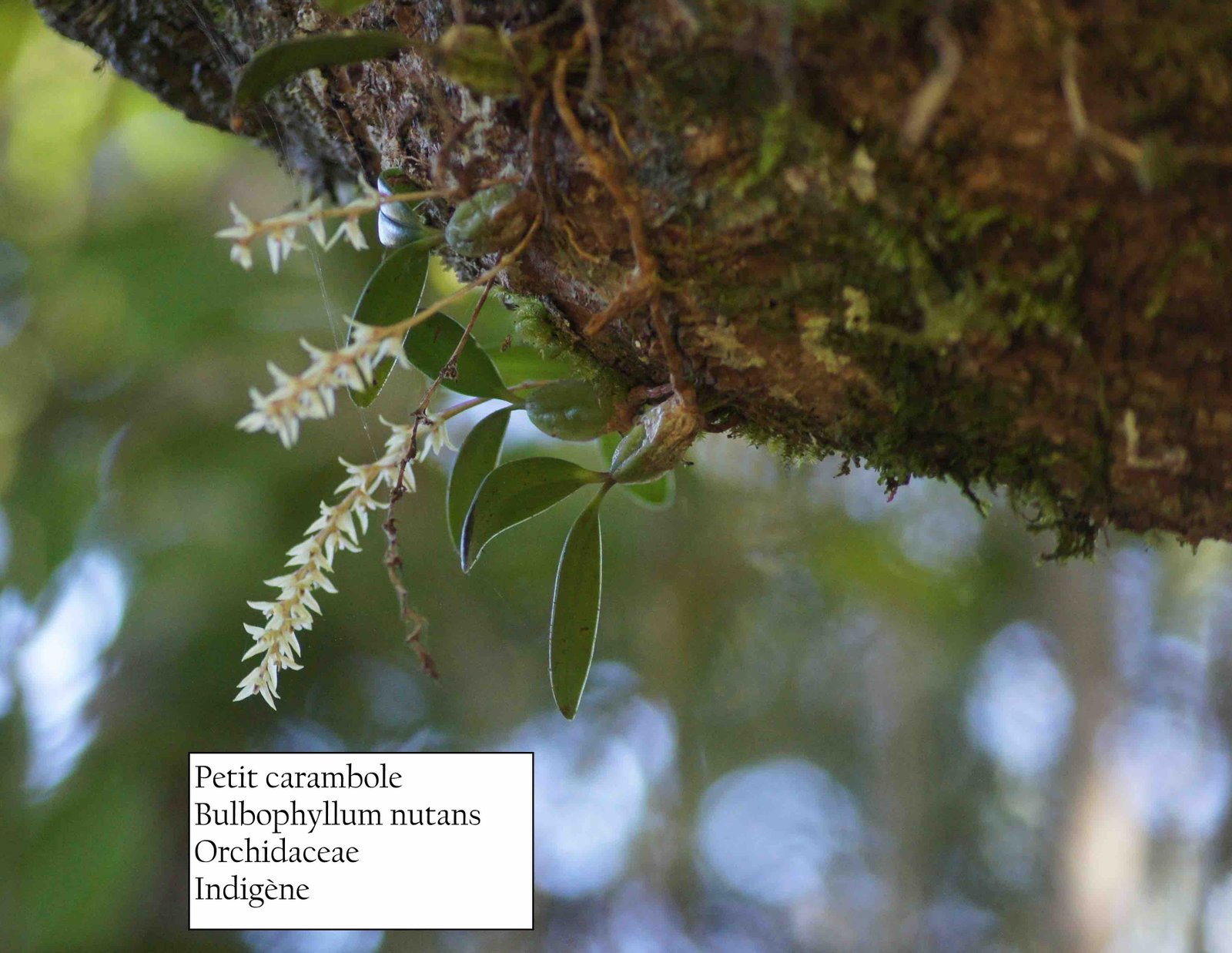 125- Bulbophyllum (2)