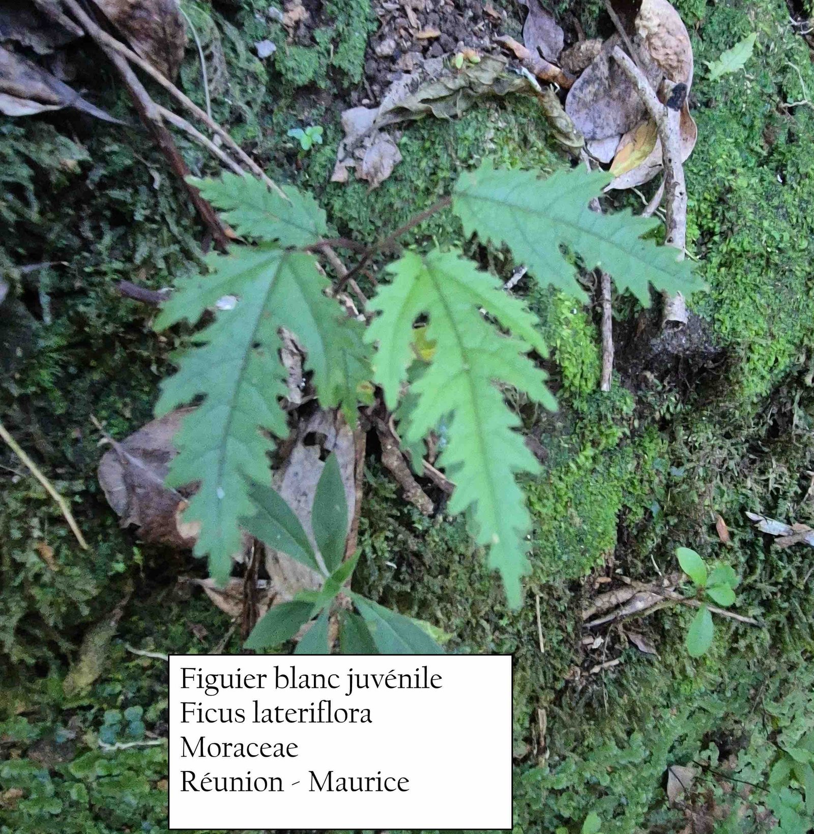 22- Figuier blanc juvénile.