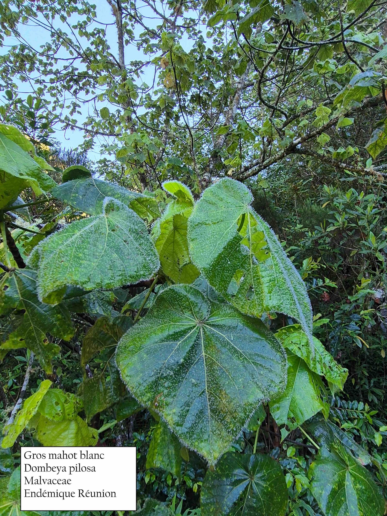 3- Mahot blanc (2)