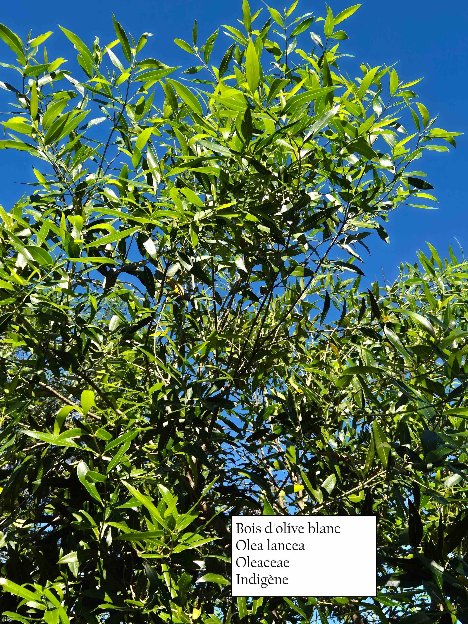 46- Bois d'olive blanc