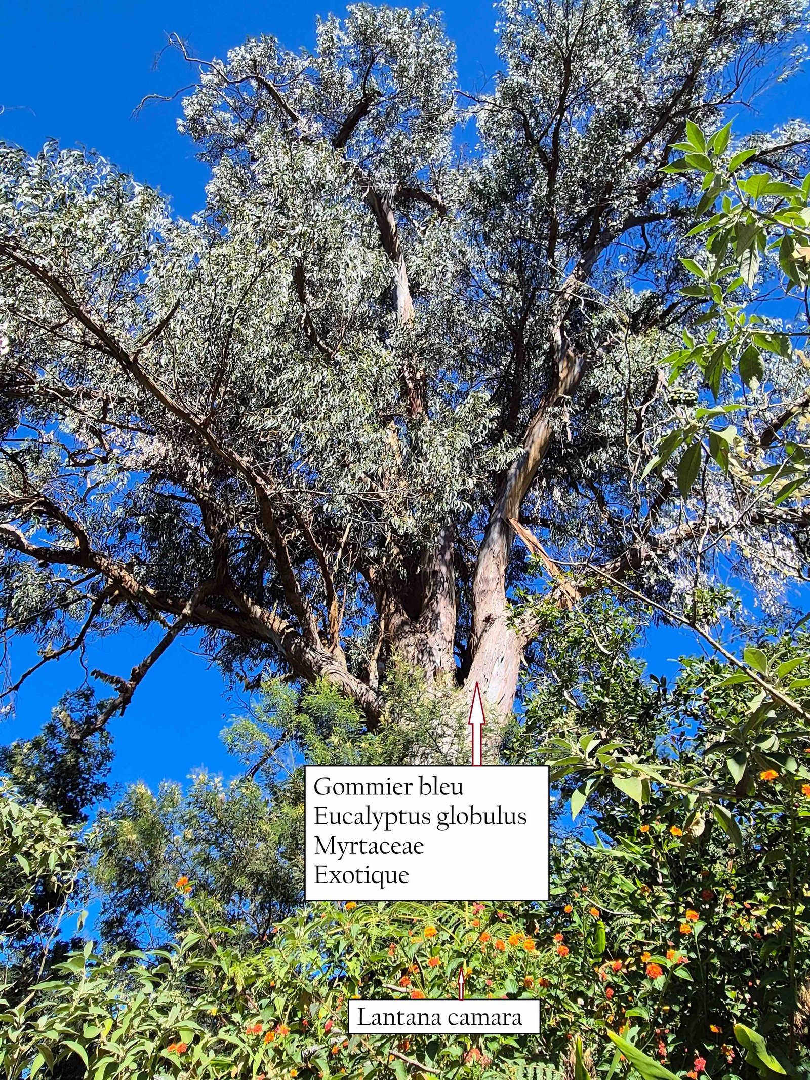 79- Eucalyptus globulus