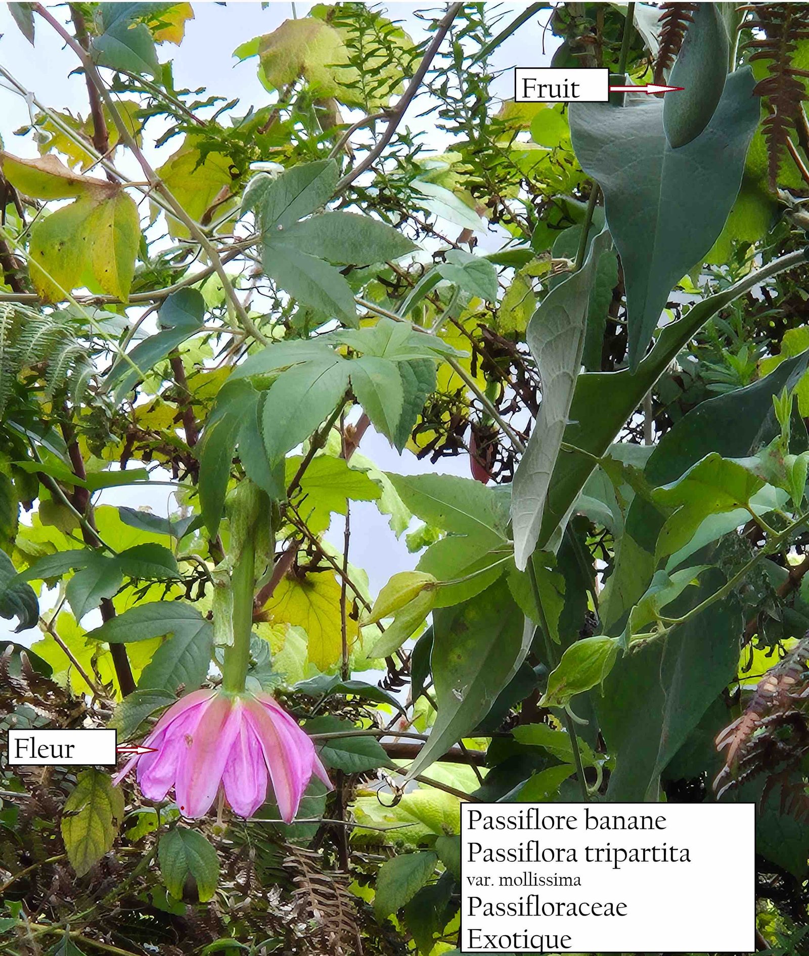 84- Passiflore banane (2)