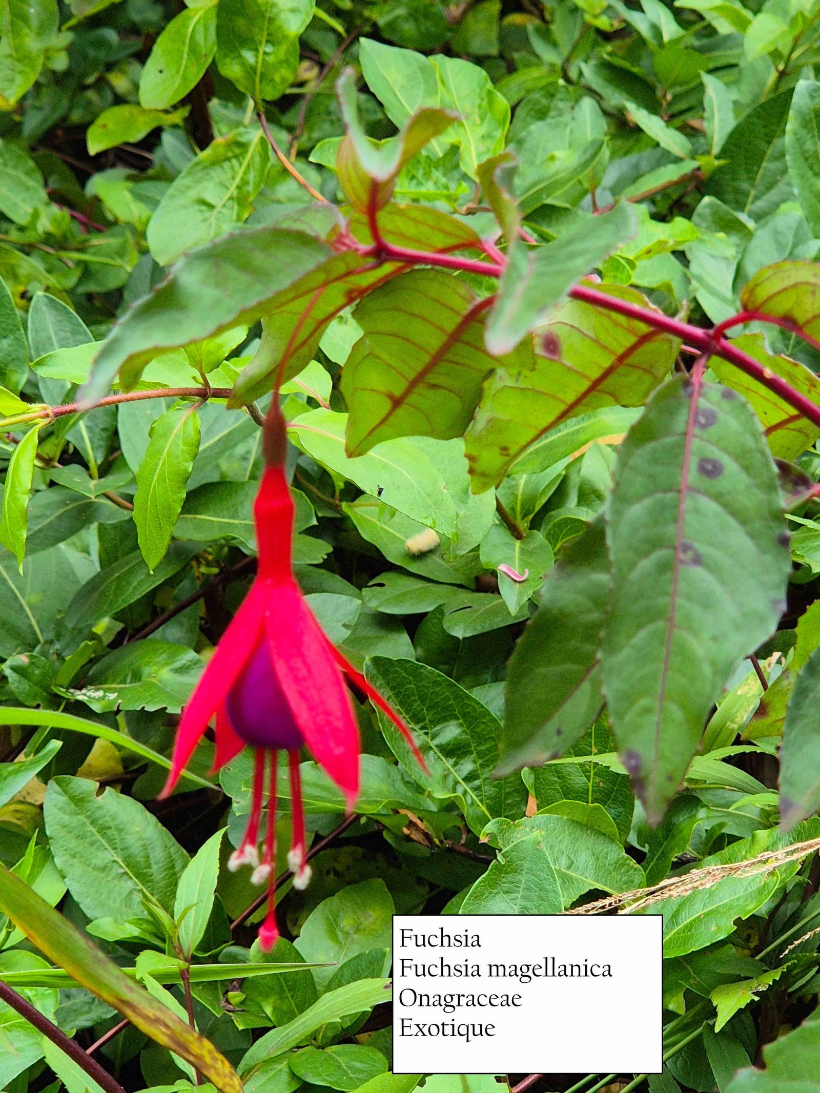 92- Fuchsia de Magellan