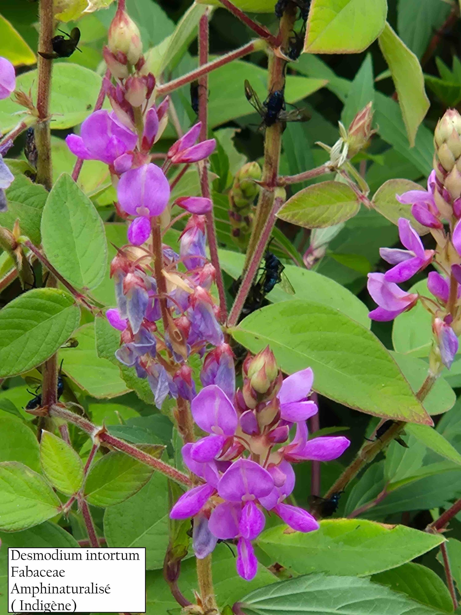 98- Desmodium intortum