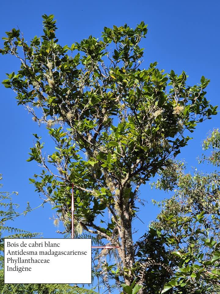 21- Bois de cabri blanc