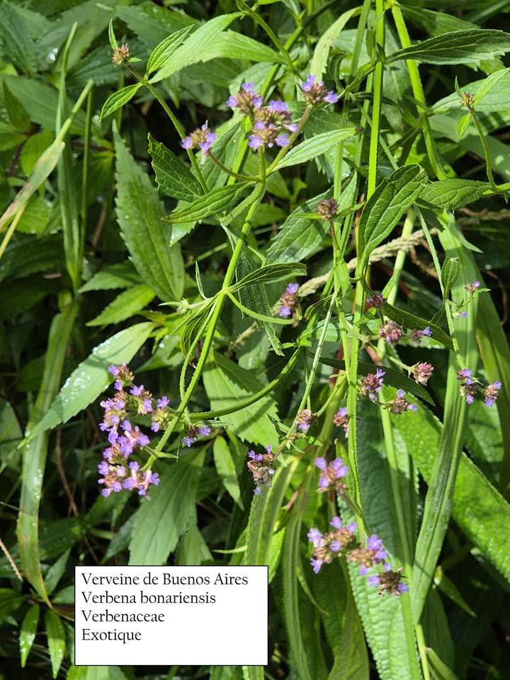 54- Verveine sauvage