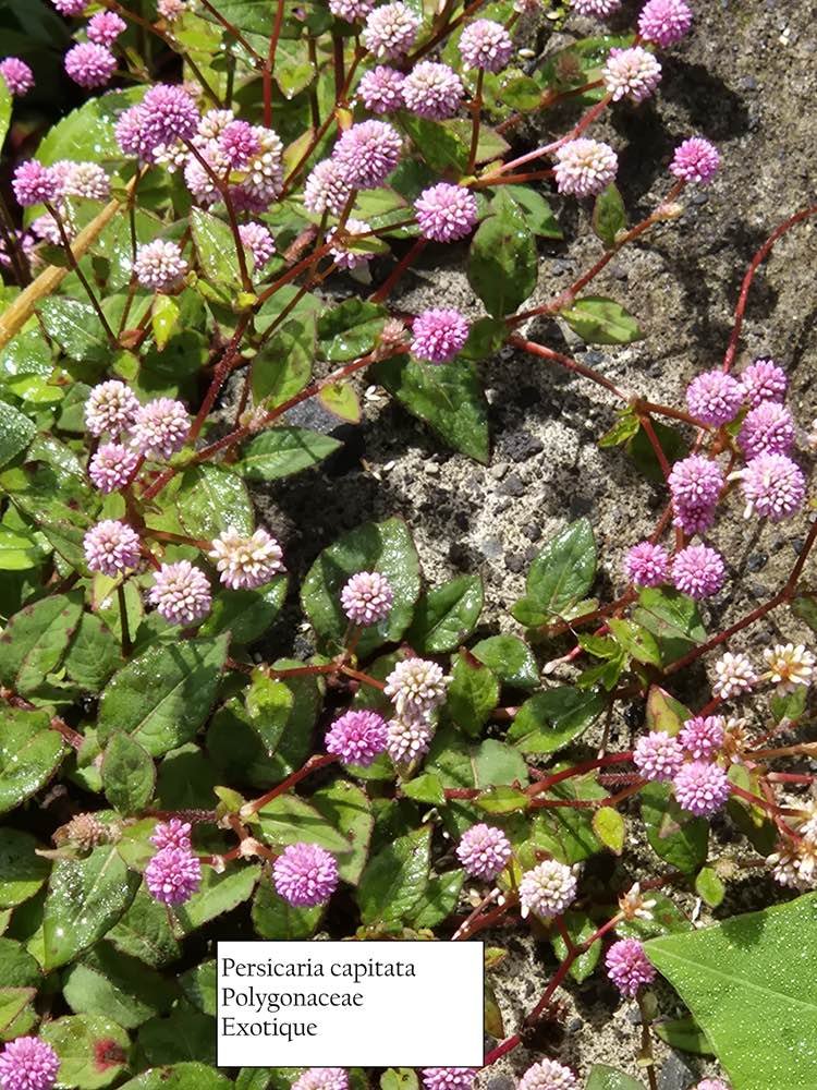 56- Persicaria capitata