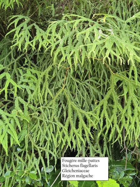 57- Sticherus flagellaris.