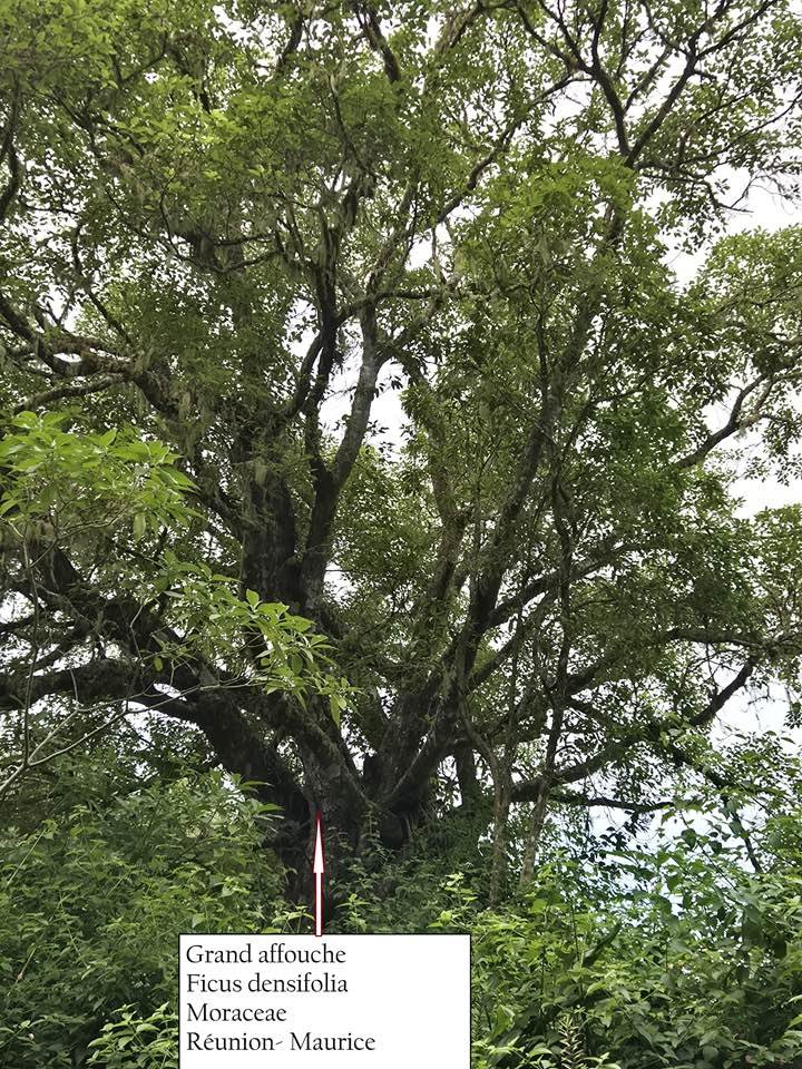 75- Ficus desifolia