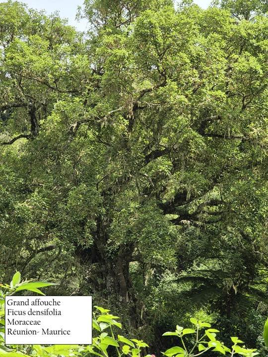 79- Ficus  densifolia
