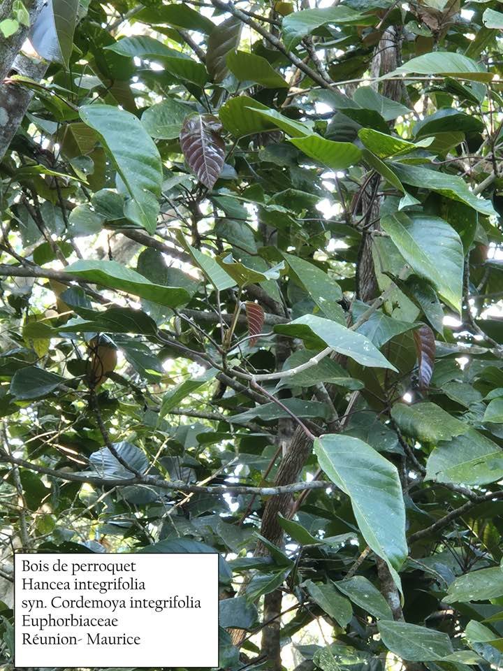 8- Bois de perroquet.