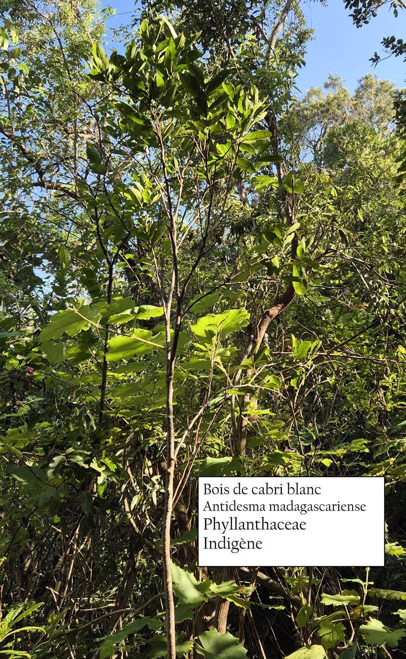 9- Bois de cabri blanc