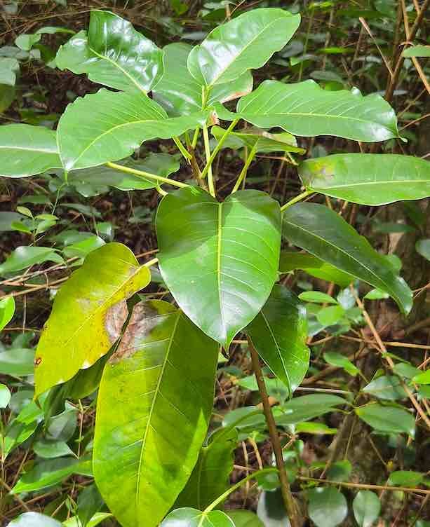 32- détail de Ficus
