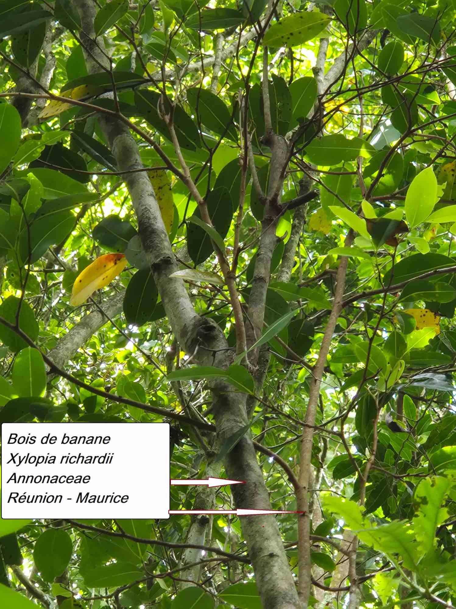 35- Bois de banane (2)