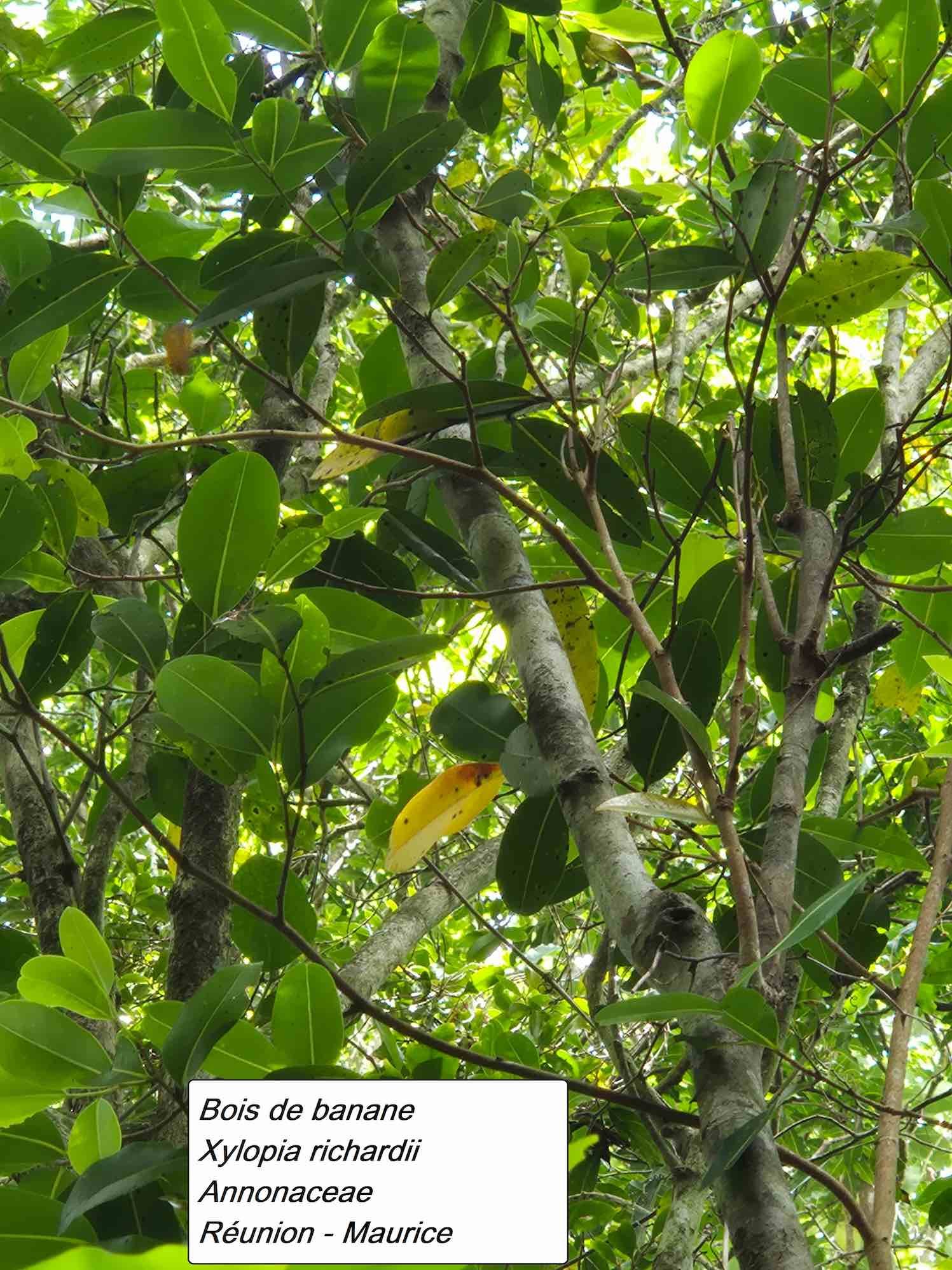 35- Bois de banane (3)