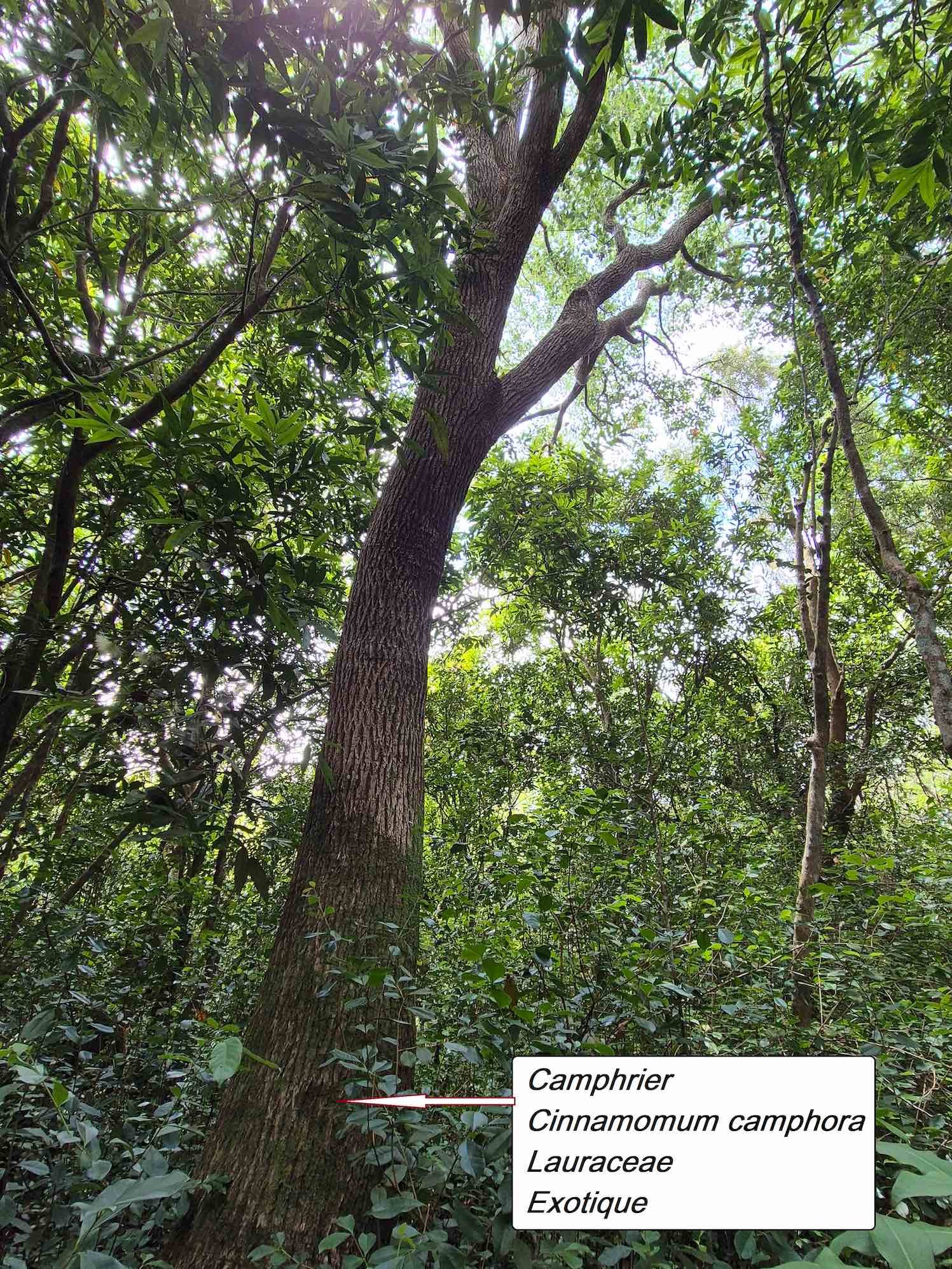 48- Camphrier (1).