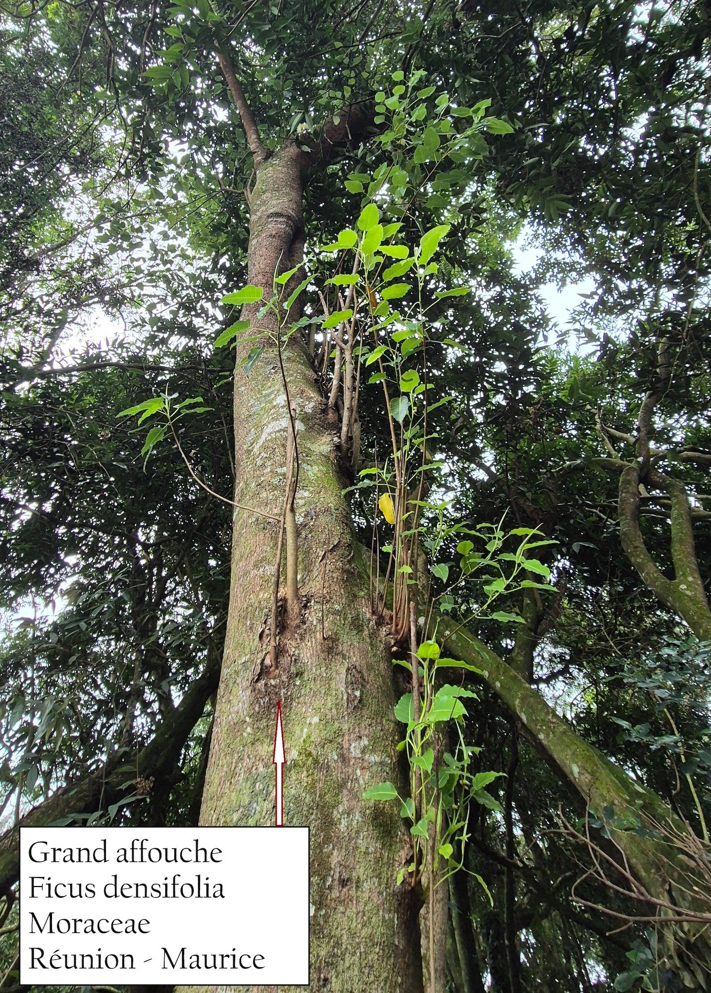 100- Ficus densifolia