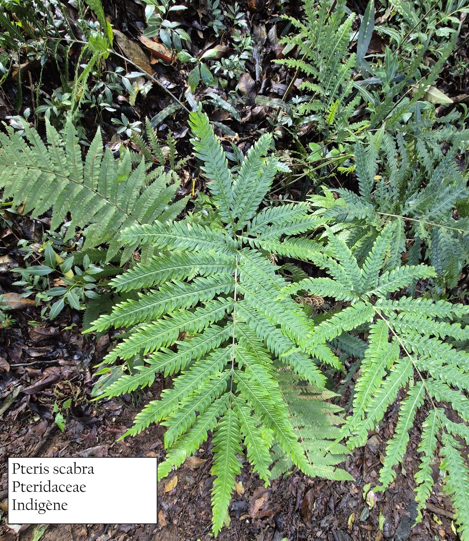 13- Pteris scabra