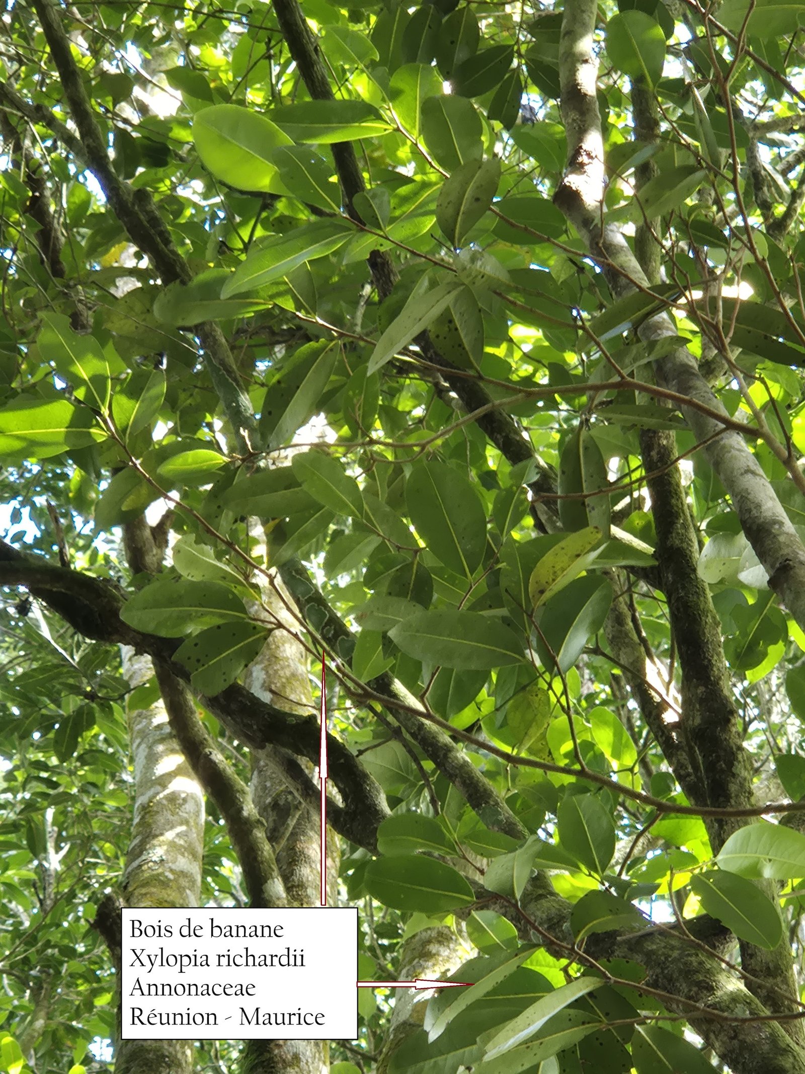 34.2 - Bois de banane