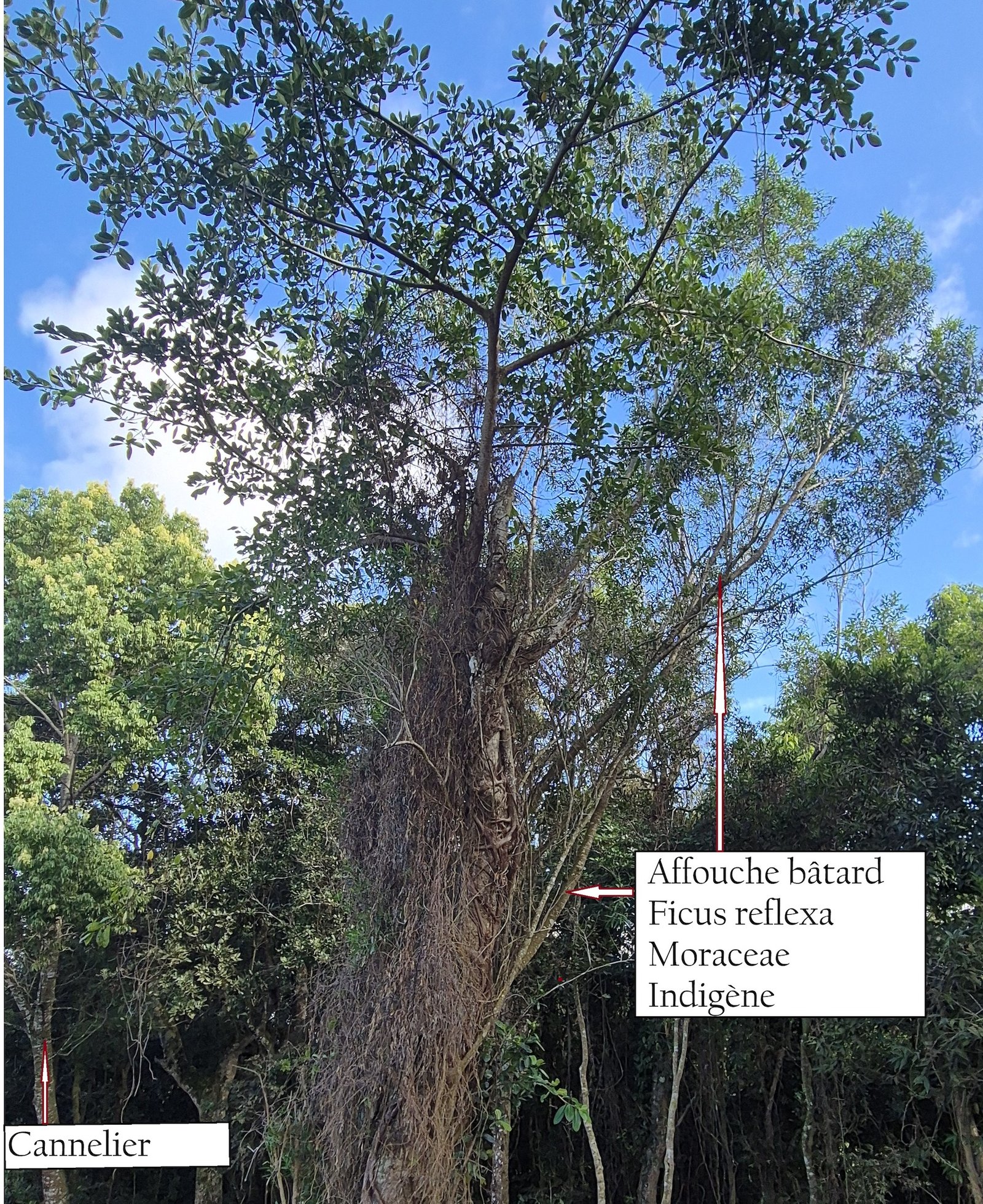 5 - Ficus reflexa